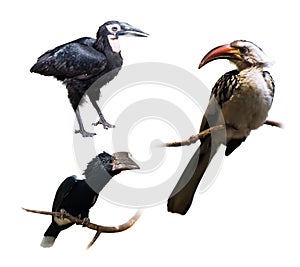 Set of hornbills (Bucerotidae)