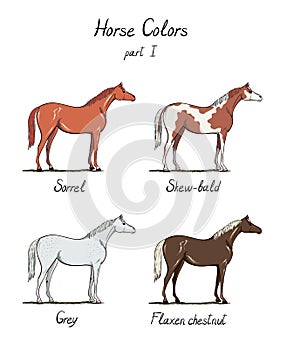 Set of horse color chart on white. Equine coat colors with text.
