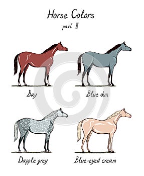 Set of horse color chart on white. Equine coat colors with text.