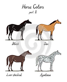 Set of horse color chart on white. Equine coat colors with text.