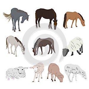 Set of horse and sheep isolated on white background