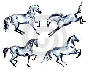 Set of horse. Trotting, rearing up, kicking, piaffe, passage motion.