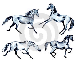 Set of horse. Trotting, rearing up, piaffe, passage motion. Watercolor or ink hand painting stallion.