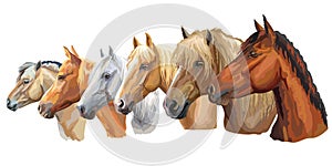 Set of horses breeds 5