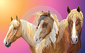 Set of horses breeds 8