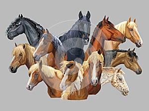 Set of horses breeds 10