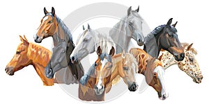 Set of horses breeds3