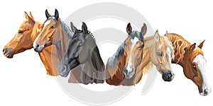 Set of horses breeds2