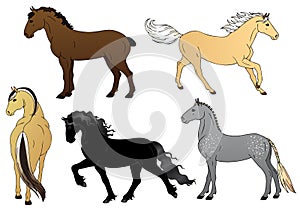 Set of horses - illustration