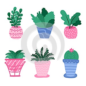 Set with house plant, flowers in pot, foliage plants in cartoon style, in bright colors. Hand drawn vector. Different types of