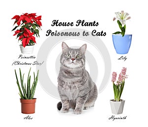 Set of house plants poisonous to cats and kitten on background