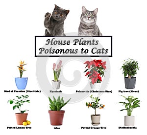 Set of house plants poisonous to cats and kittens on background