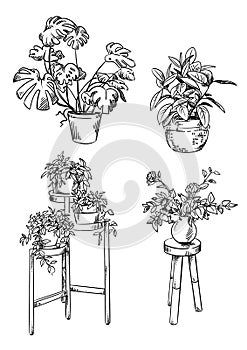 Set of house plants in pots vector drawings