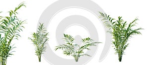 Set of howea horsteriana plant isolated on white background with selective focus closeup. 3D render.