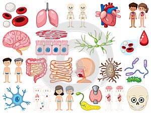 Set of human inner organs isolated on white background