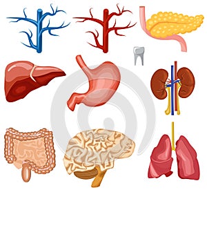Set of human internal organs