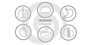 set human internal organs anatomical stomach liver kidneys lungs heart brain icons collection anatomy healthcare medical