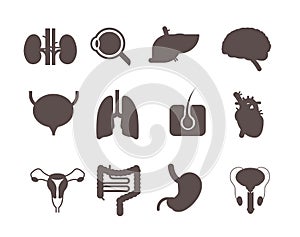 set human internal organs anatomical stomach liver kidneys lungs heart brain kidneys eye muscles digestive system icons