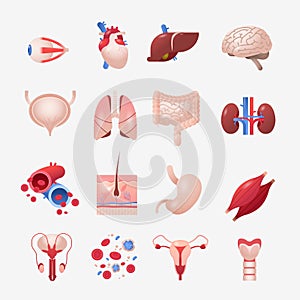 set human internal organs anatomical stomach liver kidneys lungs heart brain kidneys eye muscles icons collection