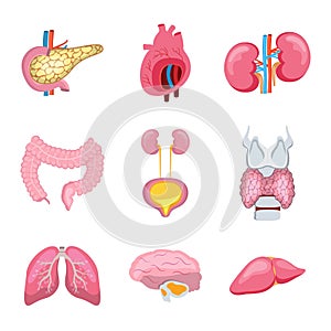 Set of human internal organs. Pancreas, lungs, heart, intestine, thyroid are isolated on white background.