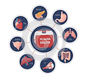 Set of human internal organs for surgeries and transplantation. Including heart, liver, kidney, uterus, bladder, pancreas; eye,