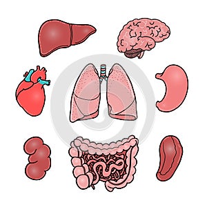 Set of human internal organs, vector illustrations
