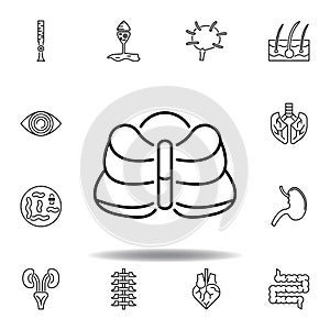 set of human organs cerebellum outline icon. Signs and symbols can be used for web, logo, mobile app, UI, UX