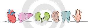 Set of human organs one line colored continuous drawing. Tooth, heart, liver, kidneys, ear, hand continuous colorful one