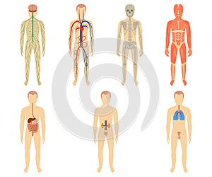 Set of human organs and systems