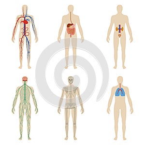 Set human organs and systems of the body vitality