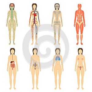 Set of human organs and systems of the body photo