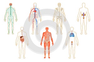 Set of human organs and systems