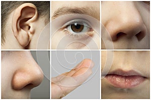 Set of the human senses