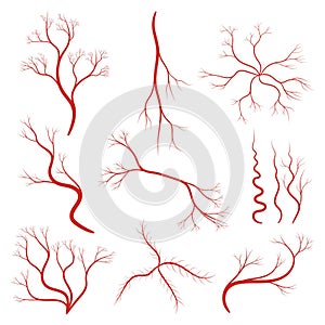 Set of human veins or vessel, red capillaries, arteries, eye vein. Blood system icon