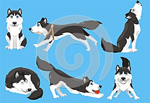 Set husky photo