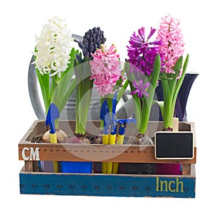 Set of hyacinth flowers