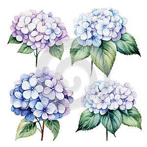 set of hydrangea flowers. realistic blue hydrangea illustration