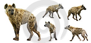 Set of hyenas. Isolated over white background photo