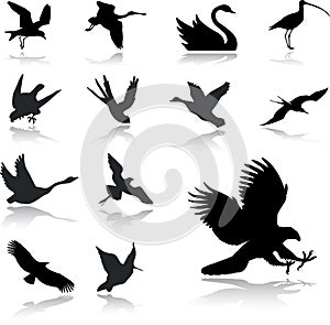 Impostato icone 27. birdwatching 