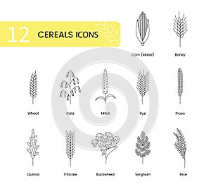 The set of icons of grain plants includes wheat, oats and barley, rye and corn, triticale and sorghum, buckwheat and