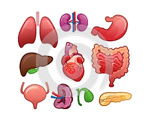 set of icons for human internal organs