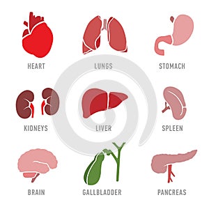 Set with icons of human organs. Vector