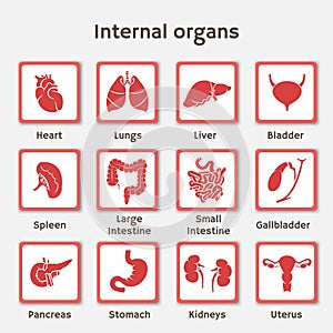 Infographics set of icons with human organs photo