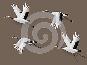 Set of Illustration Japanese Crane Birds Flying