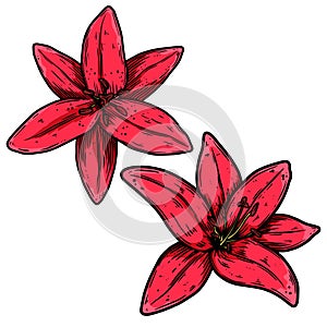 Set of Illustration of lily flower in engraving style. Design element for poster, card, banner, sign.