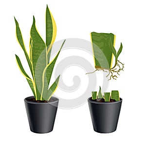 Set illustration Vegetative propagation of a plant Sansevieria trifasciata