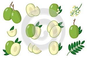 Set of illustrations with Ambarella exotic fruits, flowers and leaves isolated on a white background