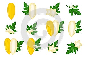 Set of illustrations with Babaco exotic fruits, flowers and leaves isolated on a white background