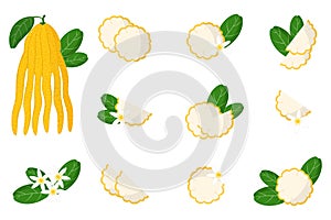 Set of illustrations with buddha hand exotic citrus fruits, flowers and leaves isolated on a white background