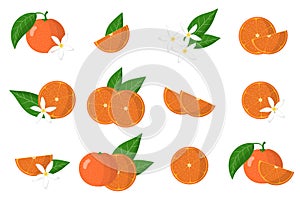 Set of illustrations with clementine exotic citrus fruits, flowers and leaves isolated on a white background